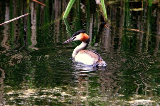 Haubentaucher - Podiceps cristatus NSG See am Goldberg Heusenstamm 2015