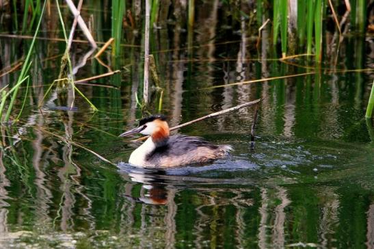 Haubentaucher - Podiceps cristatus NSG See am Goldberg Heusenstamm 2015