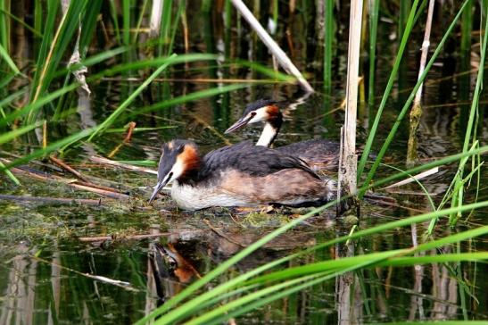 Haubentaucher - Podiceps cristatus NSG See am Goldberg Heusenstamm 2015