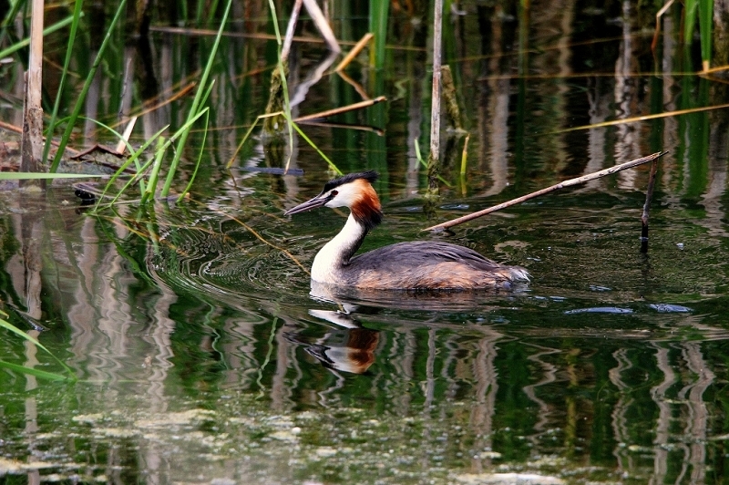 Haubentaucher - Podiceps cristatus NSG See am Goldberg Heusenstamm 2015