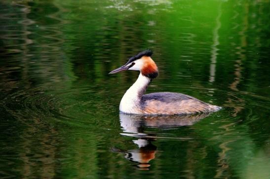 Haubentaucher - Podiceps cristatus NSG See am Goldberg Heusenstamm 2015