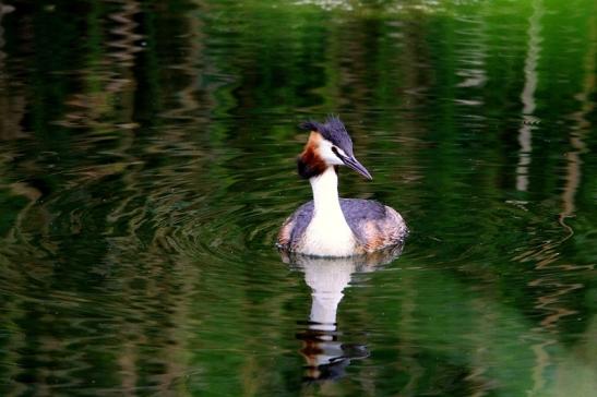 Haubentaucher - Podiceps cristatus NSG See am Goldberg Heusenstamm 2015