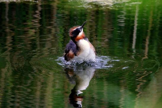 Haubentaucher - Podiceps cristatus NSG See am Goldberg Heusenstamm 2015