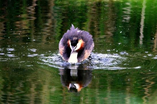 Haubentaucher - Podiceps cristatus NSG See am Goldberg Heusenstamm 2015