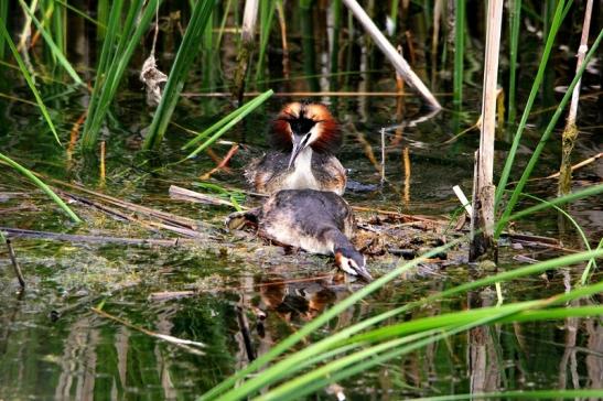 Haubentaucher - Podiceps cristatus NSG See am Goldberg Heusenstamm 2015