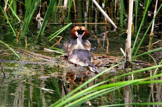 Haubentaucher - Podiceps cristatus NSG See am Goldberg Heusenstamm 2015