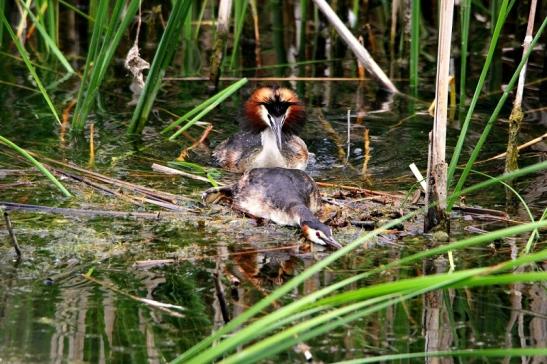 Haubentaucher - Podiceps cristatus NSG See am Goldberg Heusenstamm 2015