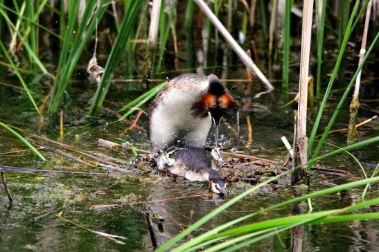 Haubentaucher - Podiceps cristatus NSG See am Goldberg Heusenstamm 2015