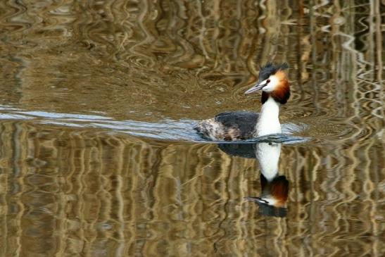 Haubentaucher - Podiceps cristatus NSG See am Goldberg Heusenstamm 2017