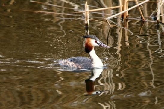 Haubentaucher - Podiceps cristatus NSG See am Goldberg Heusenstamm 2017