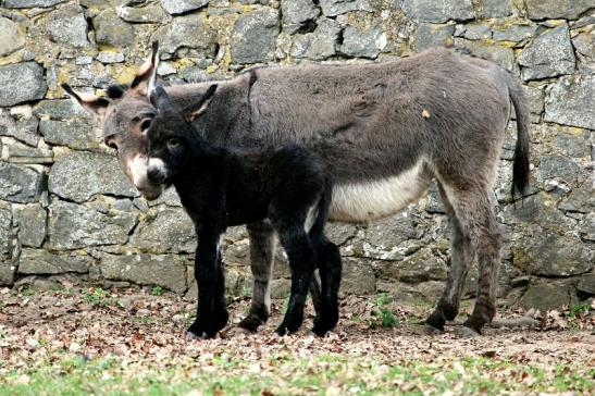 Hausesel Wildpark Alte Fasanerie Klein Auheim 2014