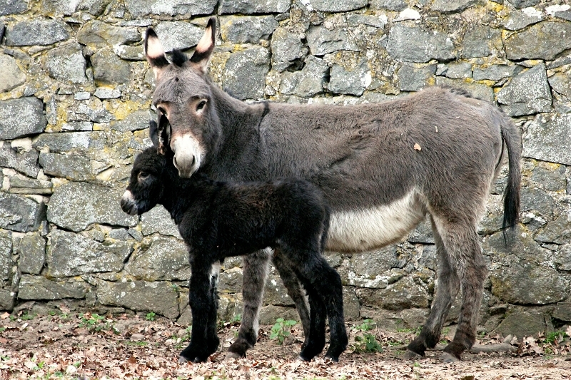 Hausesel Wildpark Alte Fasanerie Klein Auheim 2014 