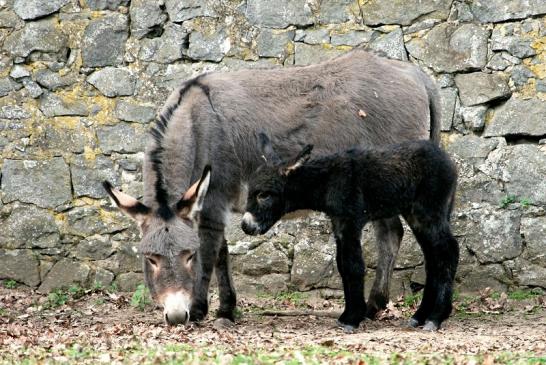 Hausesel Wildpark Alte Fasanerie Klein Auheim 2014