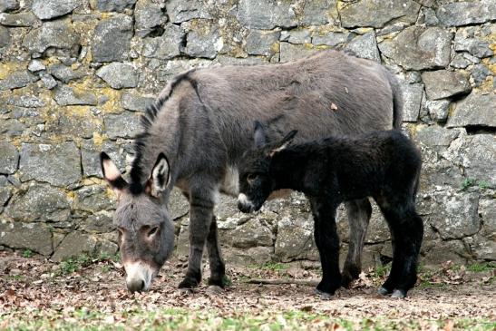 Hausesel Wildpark Alte Fasanerie Klein Auheim 2014