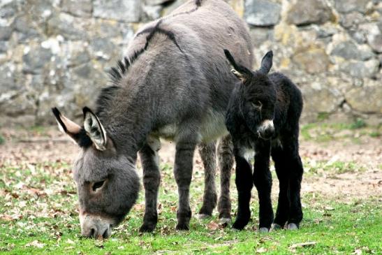 Hausesel Wildpark Alte Fasanerie Klein Auheim 2014 