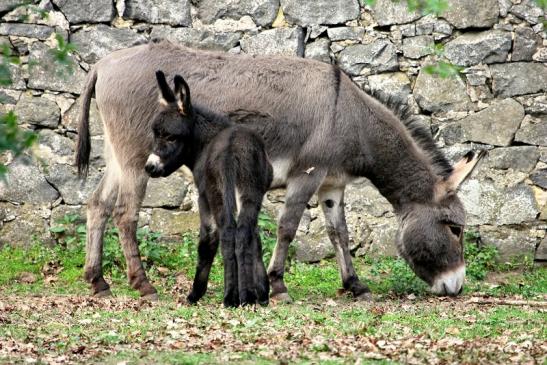 Hausesel Wildpark Alte Fasanerie Klein Auheim 2014