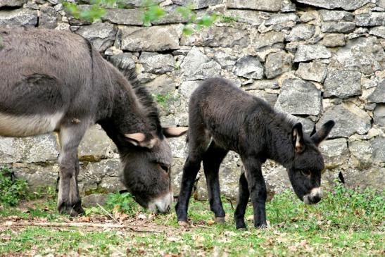 Hausesel Wildpark Alte Fasanerie Klein Auheim 2014