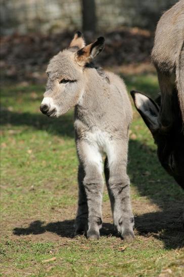 Hausesel Wildpark Alte Fasanerie Klein Auheim 2015