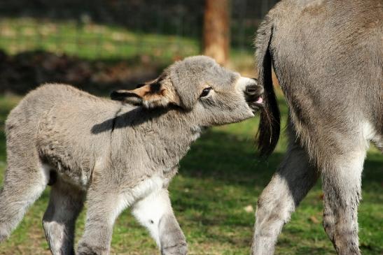 Hausesel Wildpark Alte Fasanerie Klein Auheim 2015