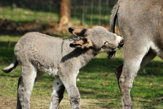 Hausesel Wildpark Alte Fasanerie Klein Auheim 2015