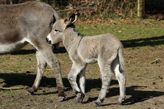 Hausesel Wildpark Alte Fasanerie Klein Auheim 2015