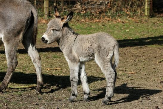 Hausesel Wildpark Alte Fasanerie Klein Auheim 2015