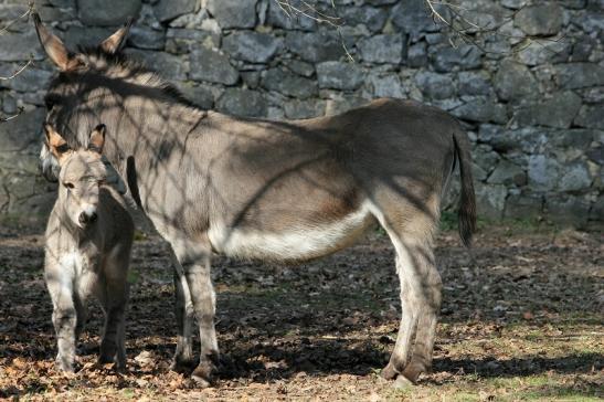 Hausesel Wildpark Alte Fasanerie Klein Auheim 2015