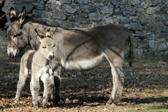 Hausesel Wildpark Alte Fasanerie Klein Auheim 2015