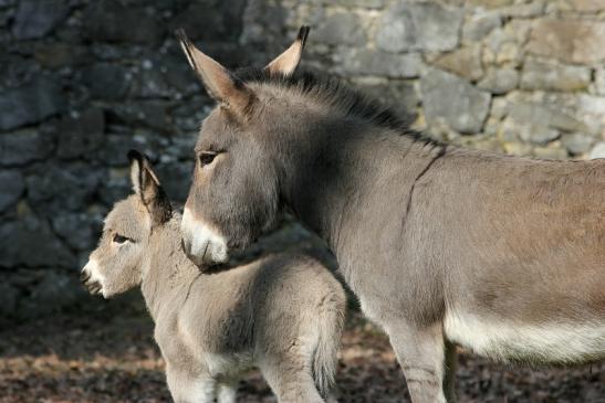 Hausesel Wildpark Alte Fasanerie Klein Auheim 2015