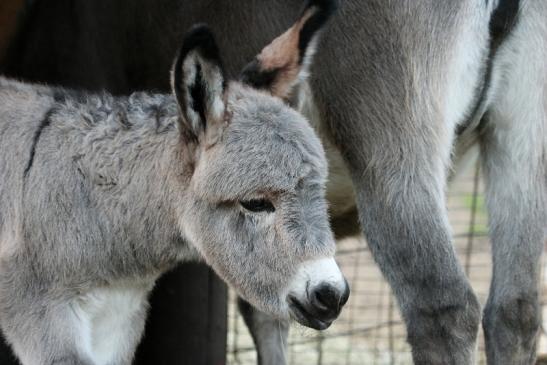 Hausesel Wildpark Alte Fasanerie Klein Auheim 2015