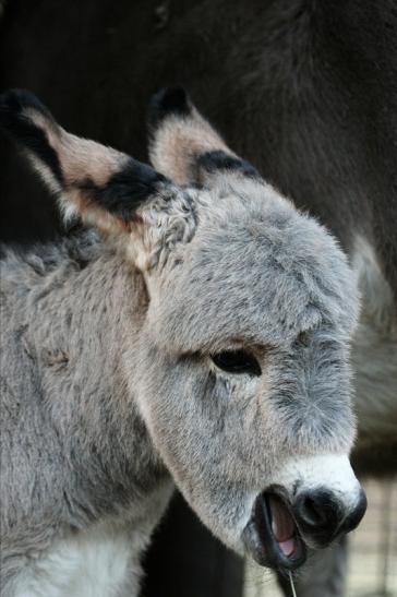 Hausesel Wildpark Alte Fasanerie Klein Auheim 2015