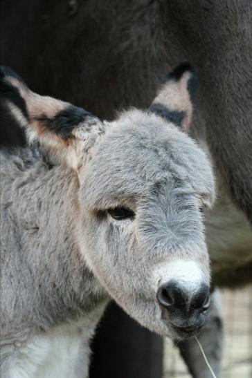 Hausesel Wildpark Alte Fasanerie Klein Auheim 2015