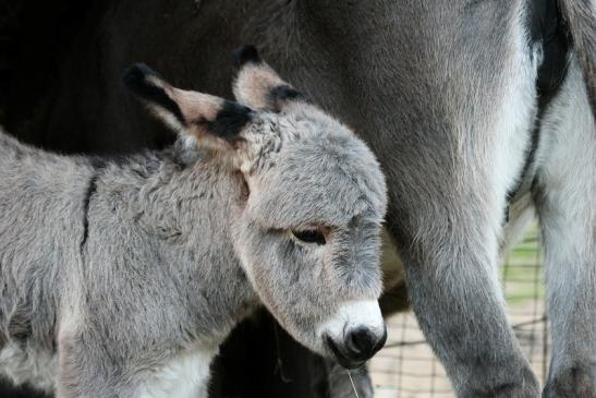 Hausesel Wildpark Alte Fasanerie Klein Auheim 2015