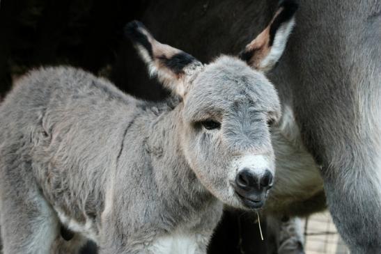 Hausesel Wildpark Alte Fasanerie Klein Auheim 2015