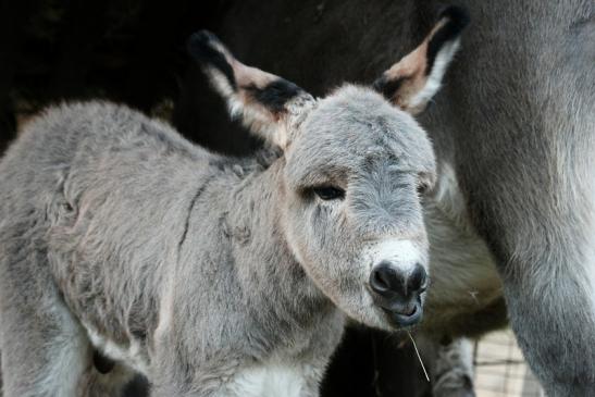 Hausesel Wildpark Alte Fasanerie Klein Auheim 2015