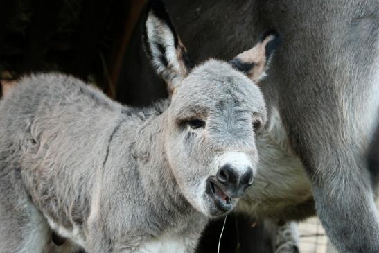 Hausesel Wildpark Alte Fasanerie Klein Auheim 2015