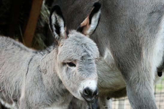 Hausesel Wildpark Alte Fasanerie Klein Auheim 2015