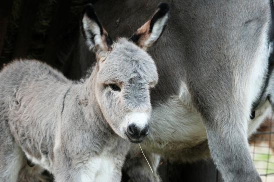 Hausesel Wildpark Alte Fasanerie Klein Auheim 2015