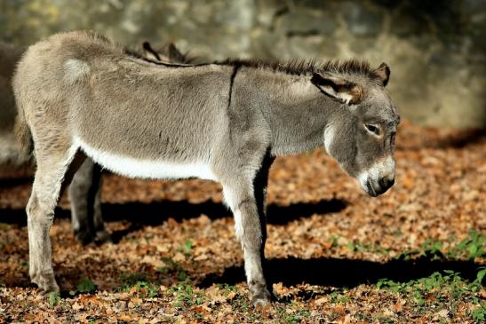 Hausesel Wildpark Alte Fasanerie Klein Auheim 2016 