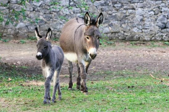 Hausesel Wildpark Alte Fasanerie Klein Auheim 2017