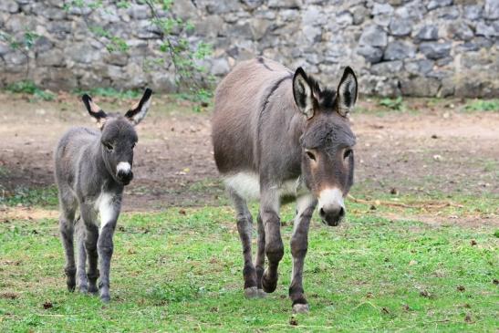 Hausesel Wildpark Alte Fasanerie Klein Auheim 2017