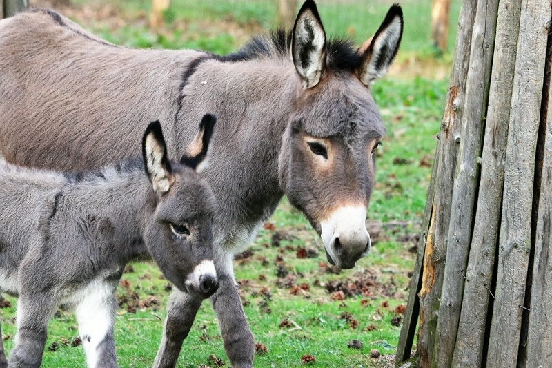 Hausesel Wildpark Alte Fasanerie Klein Auheim 2017