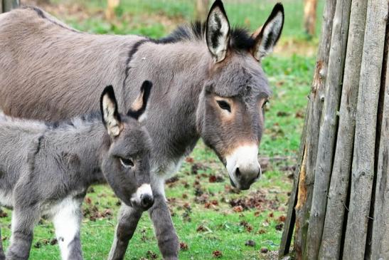 Hausesel Wildpark Alte Fasanerie Klein Auheim 2017