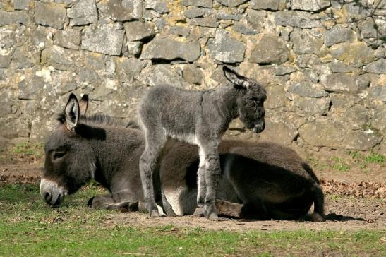 Hausesel Wildpark Alte Fasanerie Klein Auheim 2017