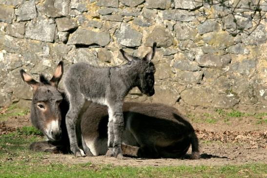 Hausesel Wildpark Alte Fasanerie Klein Auheim 2017