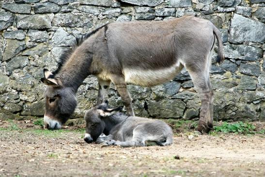 Hausesel Wildpark Alte Fasanerie Klein Auheim 2017