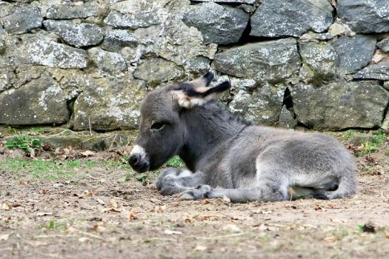 Hausesel Wildpark Alte Fasanerie Klein Auheim 2017