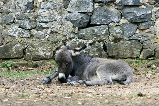 Hausesel Wildpark Alte Fasanerie Klein Auheim 2017