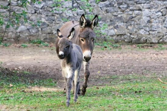 Hausesel Wildpark Alte Fasanerie Klein Auheim 2017