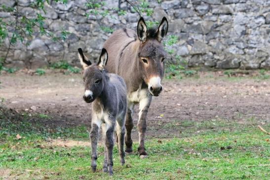 Hausesel Wildpark Alte Fasanerie Klein Auheim 2017